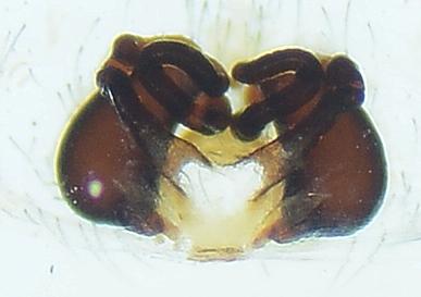 Réf. 189 015 : Cheiracanthium erraticum